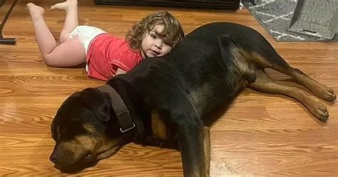 Toddler lost in Michigan woods found asleep using family dog as a pillow